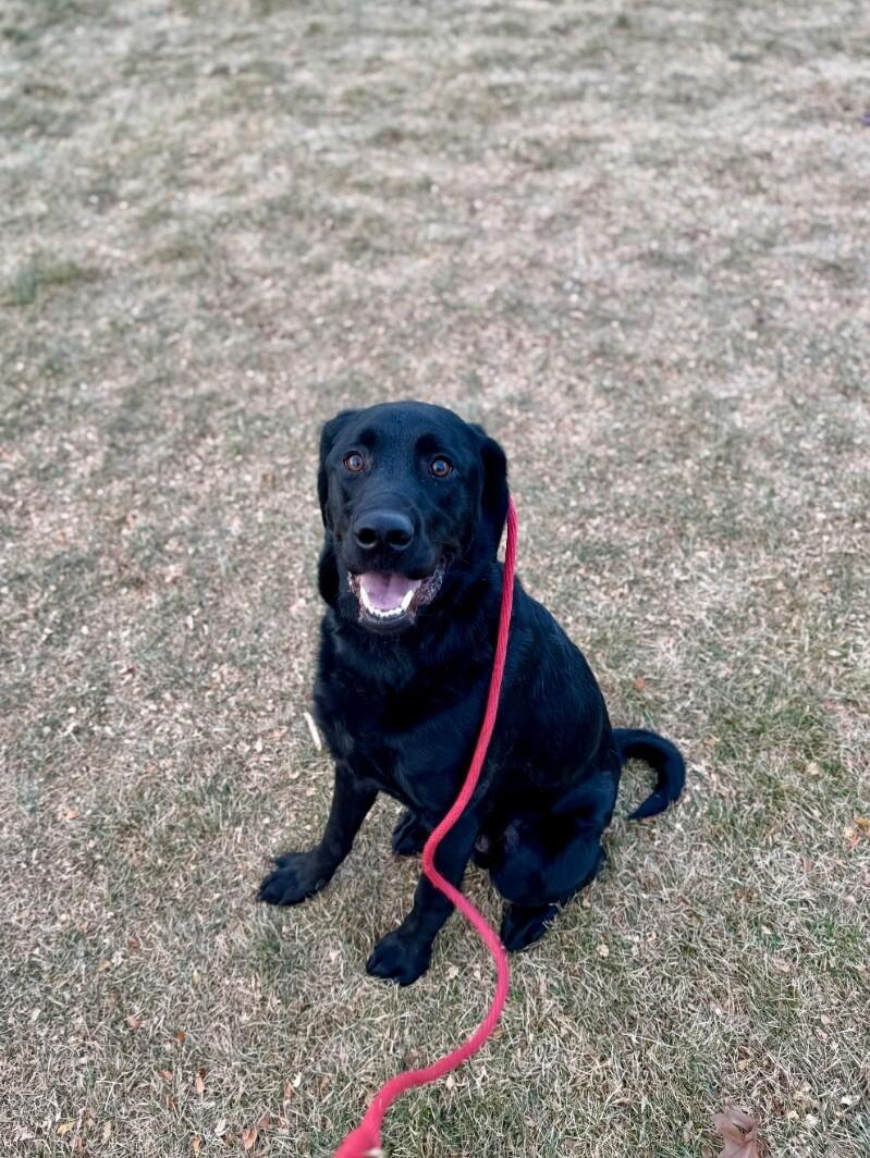 Cato, Adoptable, Young Male Black Labrador Retriever & Labrador Retriever.