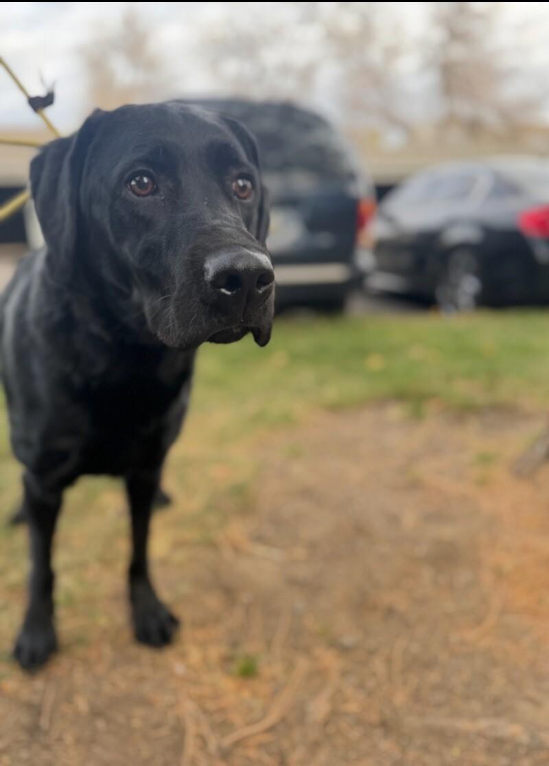 Cato, a Adoptable mixed breed in Boulder, CO image 2/5