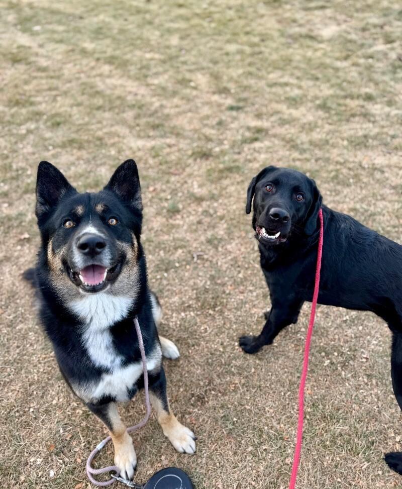 Cato, a Adoptable mixed breed in Boulder, CO image 3/5