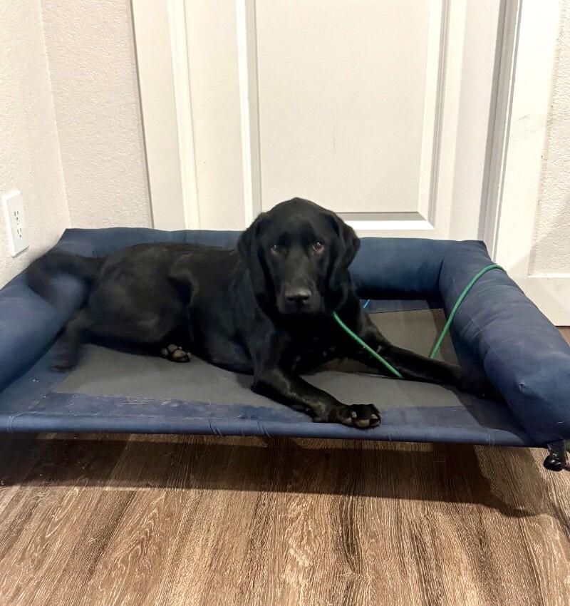 Cato, a Adoptable mixed breed in Boulder, CO image 4/5