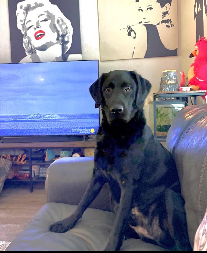 Cato, a Adoptable mixed breed in Boulder, CO image 5/5