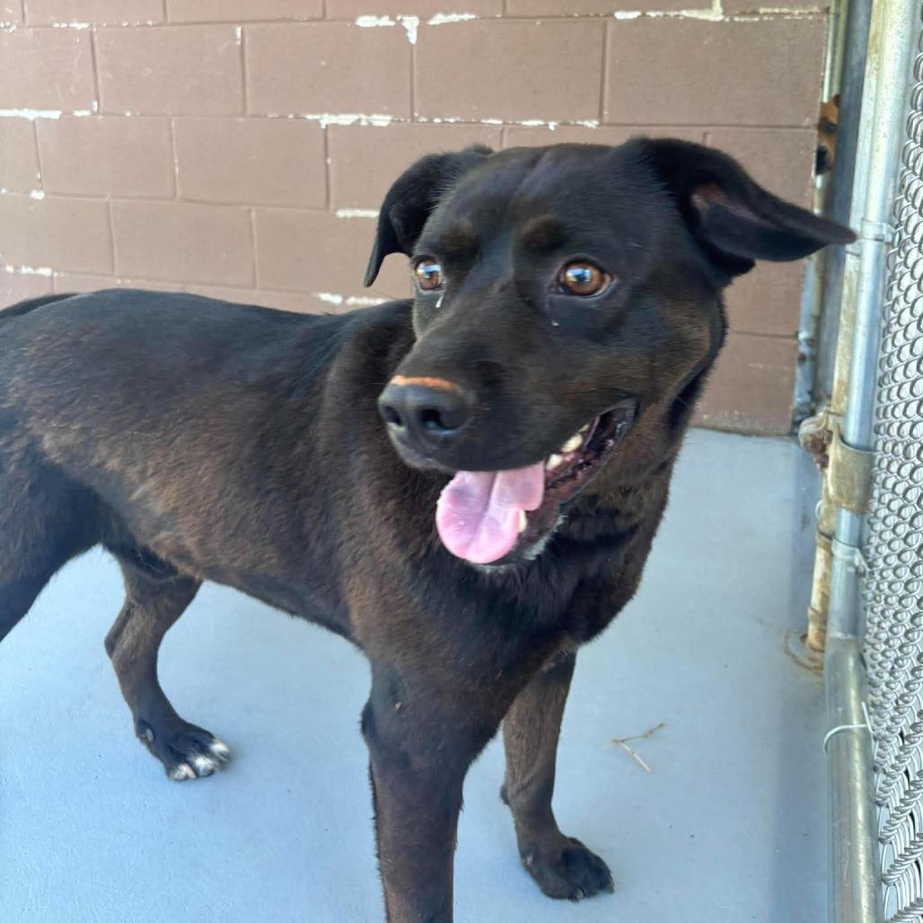 Enlarge Zeus, a Adoptable mixed breed in Rocky Mount, VA image 1/1