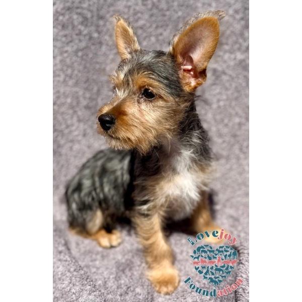 Enlarge Cher, an adopted Yorkshire Terrier in Inglewood, CA image 2/2