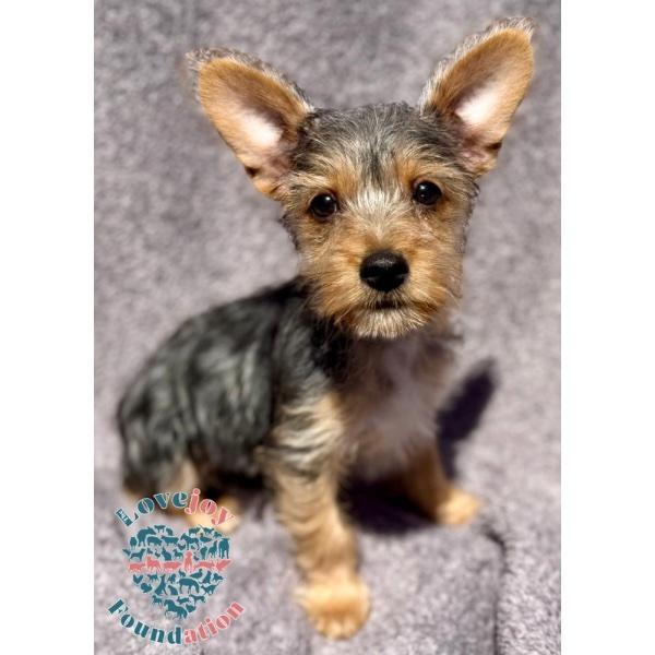 Enlarge Cher, an adopted Yorkshire Terrier in Inglewood, CA image 1/2
