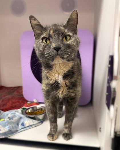 Enlarge Minerva, a Adoptable mixed breed in Gwinn, MI image 1/2