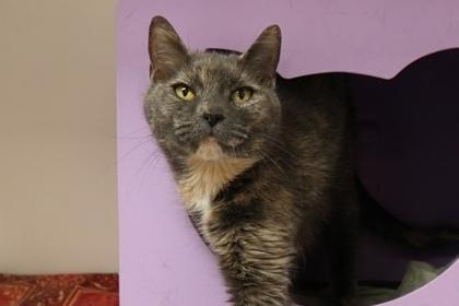 Enlarge Minerva, a Adoptable mixed breed in Gwinn, MI image 2/2