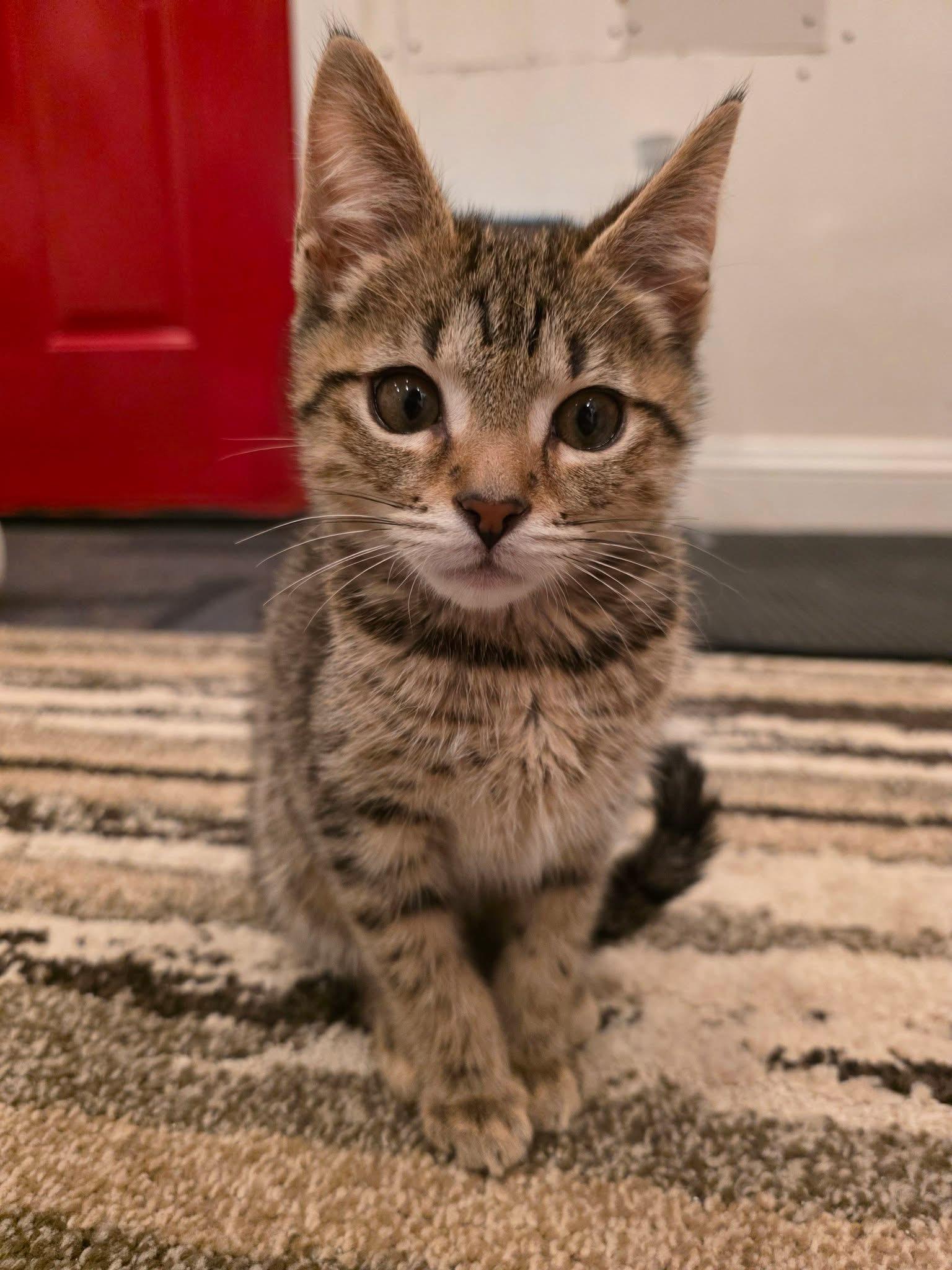 Esteban, adopted, Kitten Male Domestic Short Hair.
