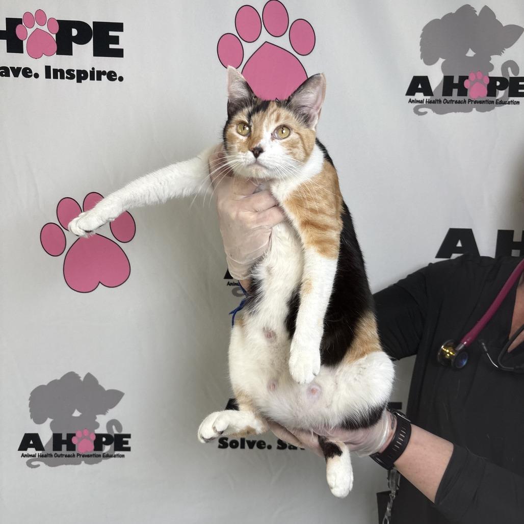 Enlarge Perdida, a Adoptable mixed breed in Milton, FL image 1/2