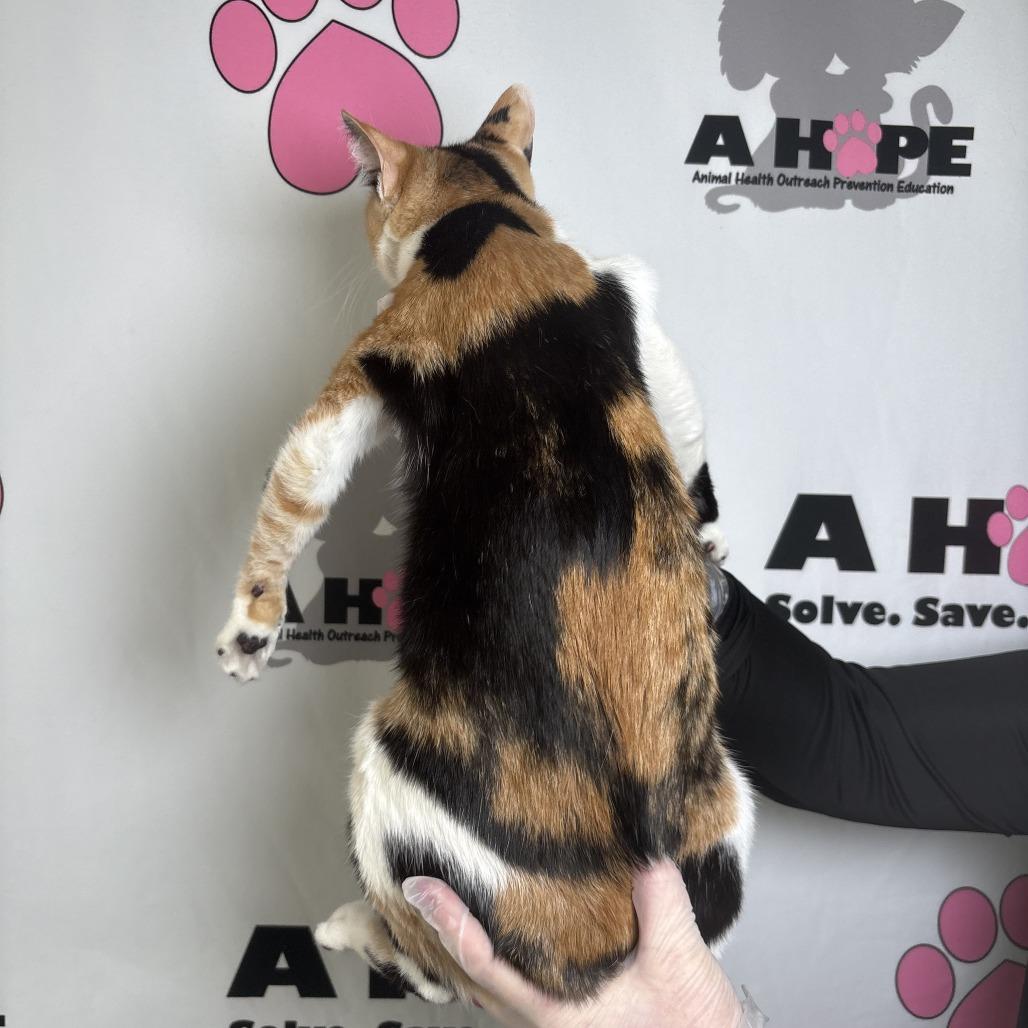 Enlarge Perdida, a Adoptable mixed breed in Milton, FL image 2/2