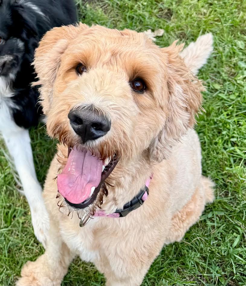 Penny **Foster Needed**