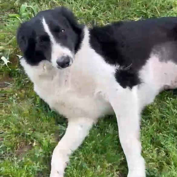 Enlarge Brooke, an adopted mixed breed in Dover , NH image 4/4