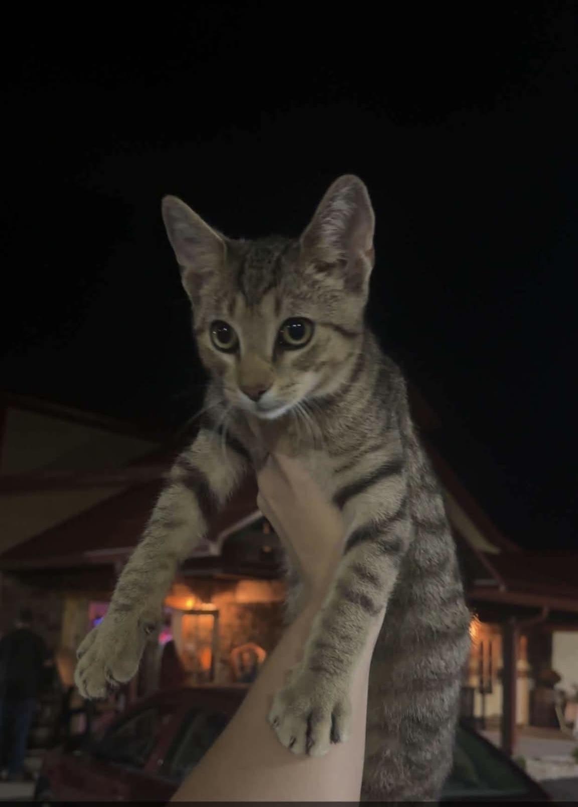 Enlarge Owen, a Adoptable Domestic Short Hair in Romney, WV image 1/1