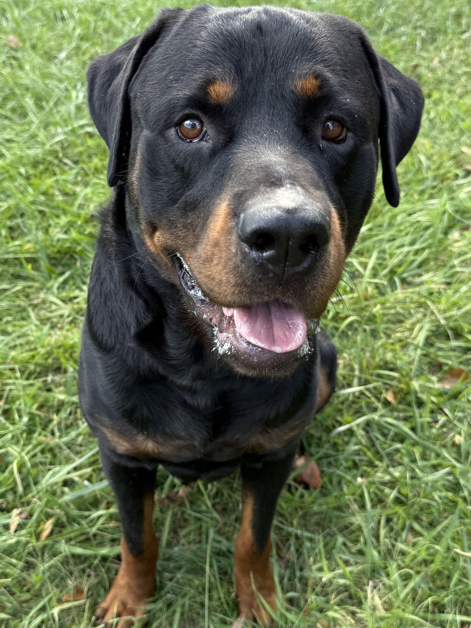 Enlarge Raffa, a Adoptable Rottweiler in Mooresville, NC image 1/3