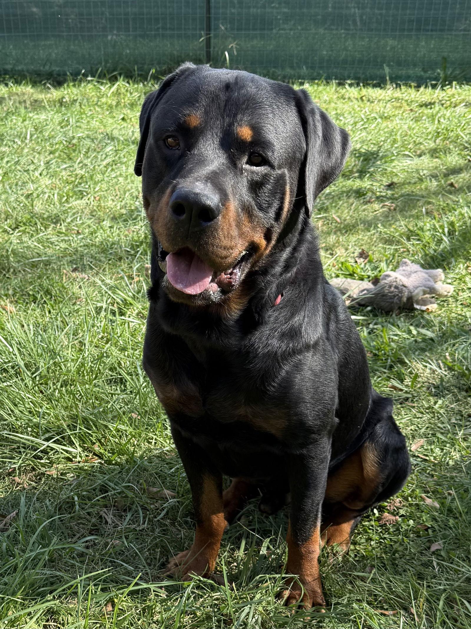 Raffa, a Adoptable Rottweiler in Mooresville, NC image 2/3