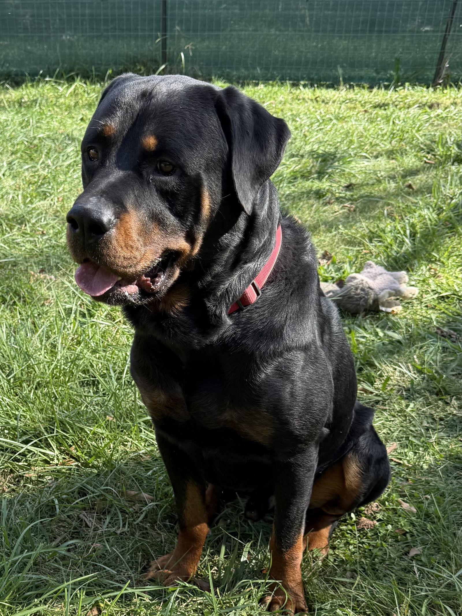 Enlarge Raffa, a Adoptable Rottweiler in Mooresville, NC image 3/3