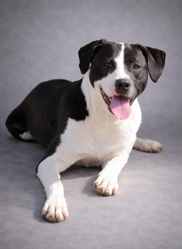 Ella 26, Adoptable, Young Female Mixed Breed & Mixed Breed.
