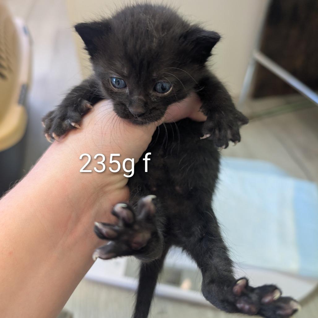 Poppy, Adoptable, Kitten Female Domestic Short Hair.
