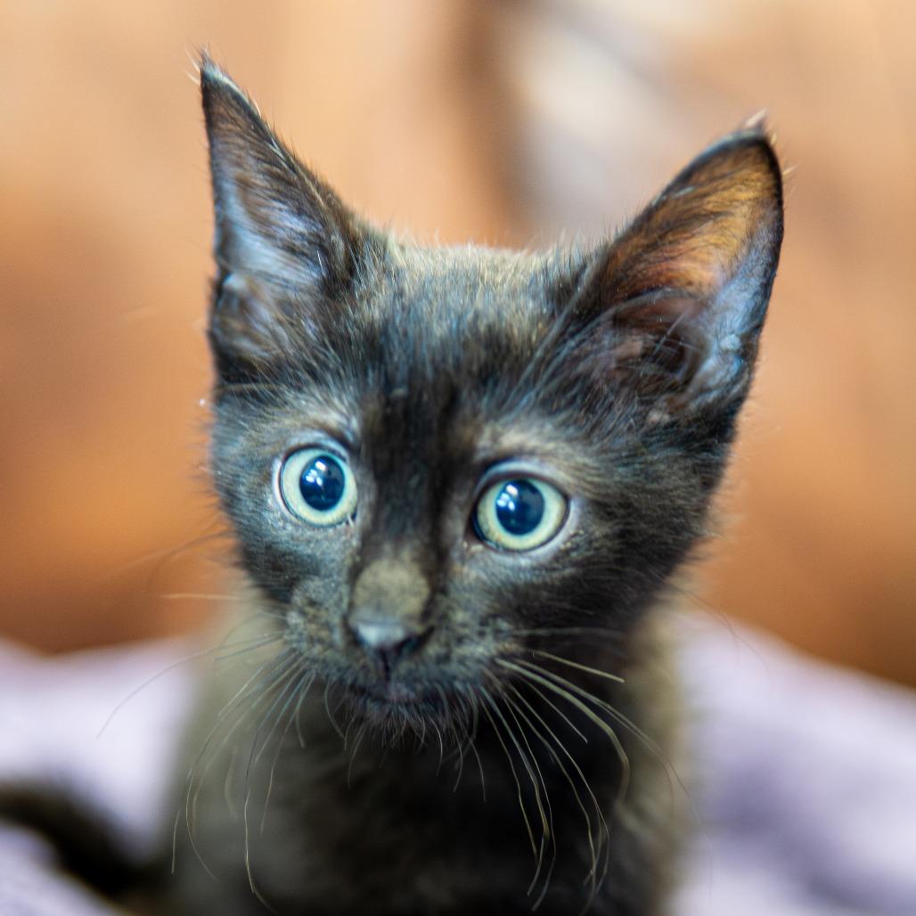 Poppy, a Adoptable Domestic Short Hair in Emporia, KS image 2/3