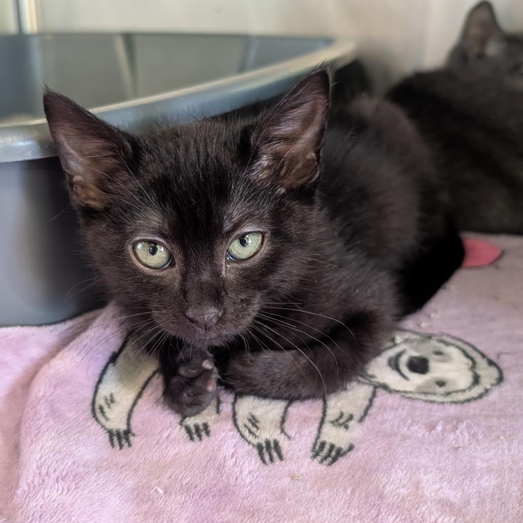 Poppy, a Adoptable Domestic Short Hair in Emporia, KS image 3/3