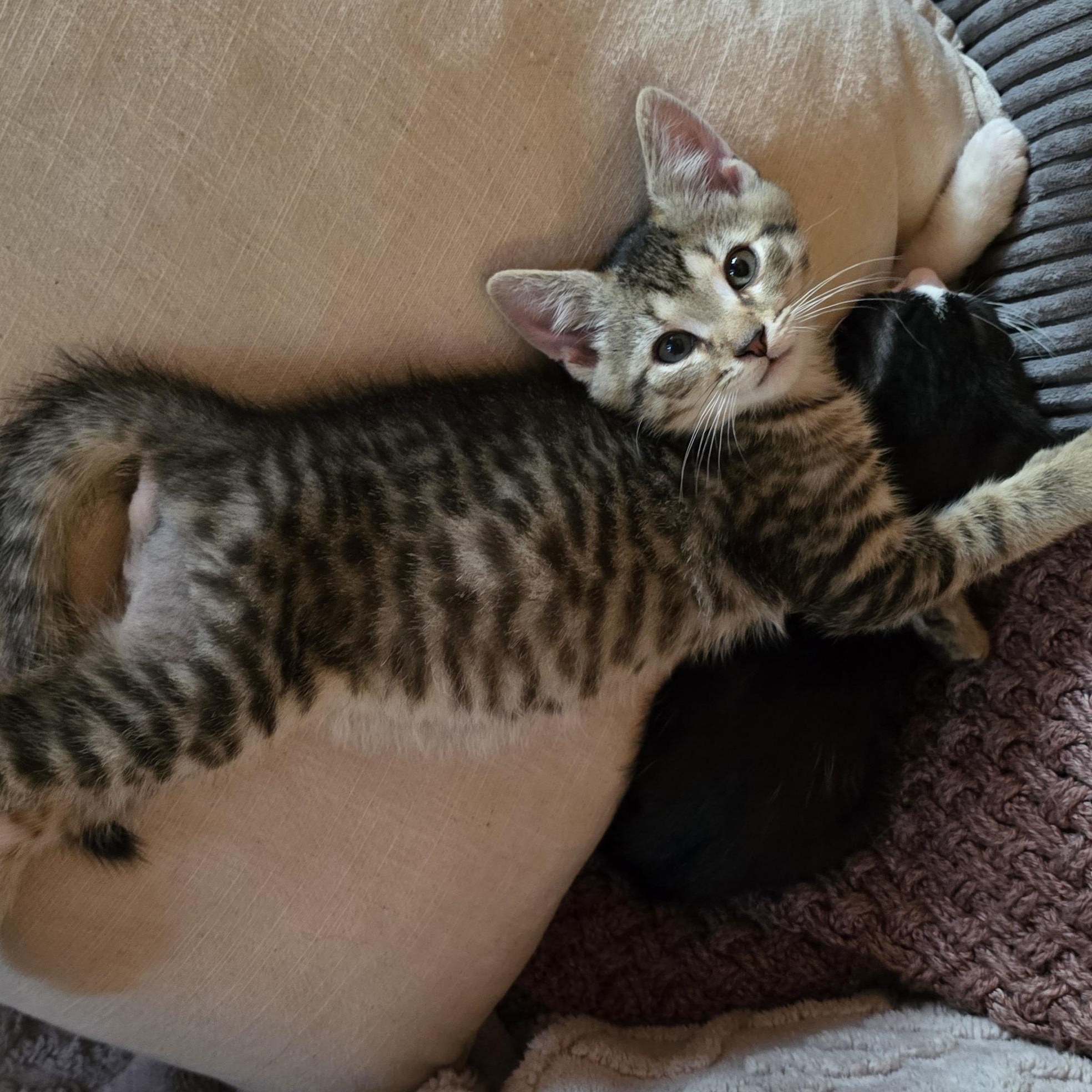 Enlarge Lee, a Adoptable American Shorthair in Beloit, OH image 5/6