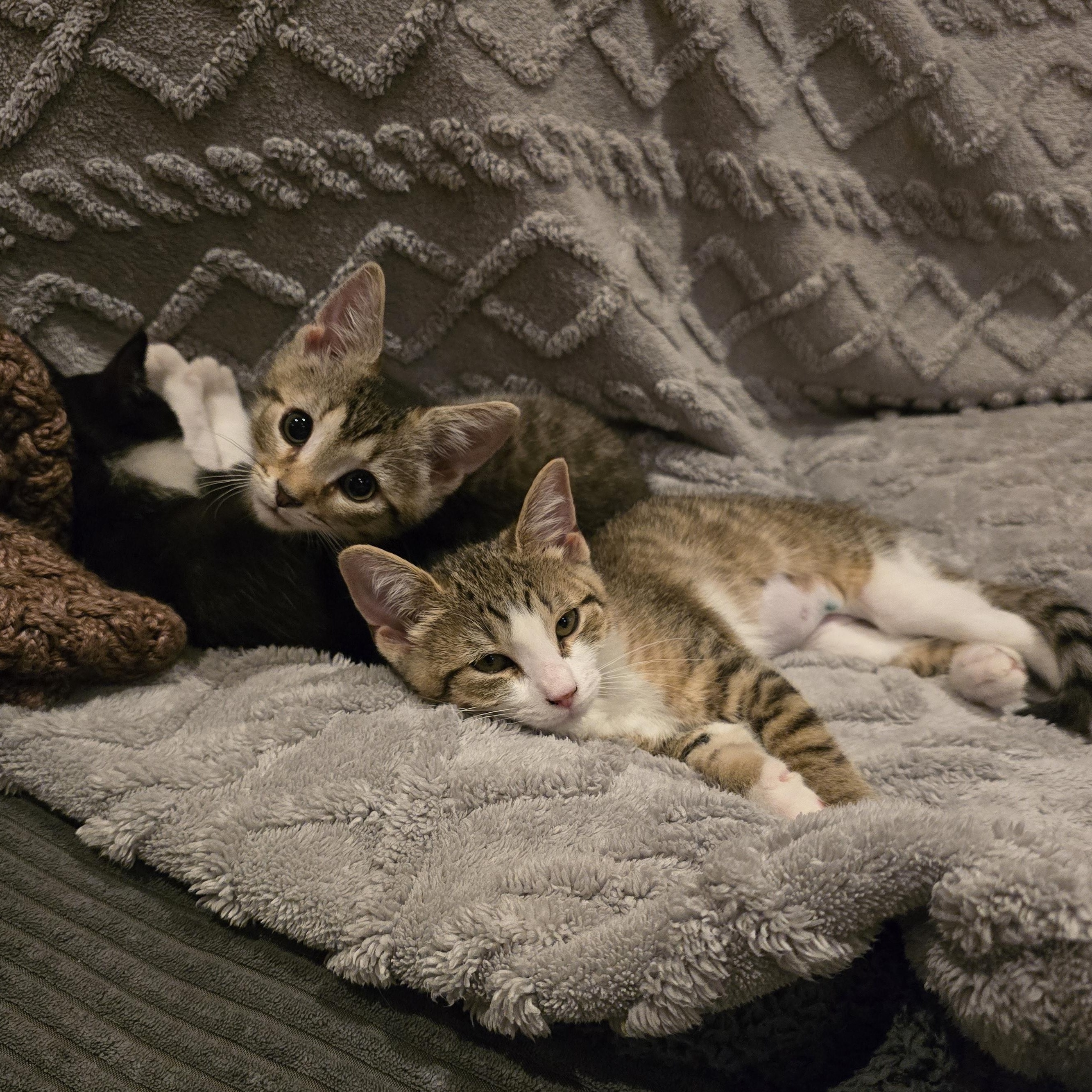 Enlarge Lee, a Adoptable American Shorthair in Beloit, OH image 4/6