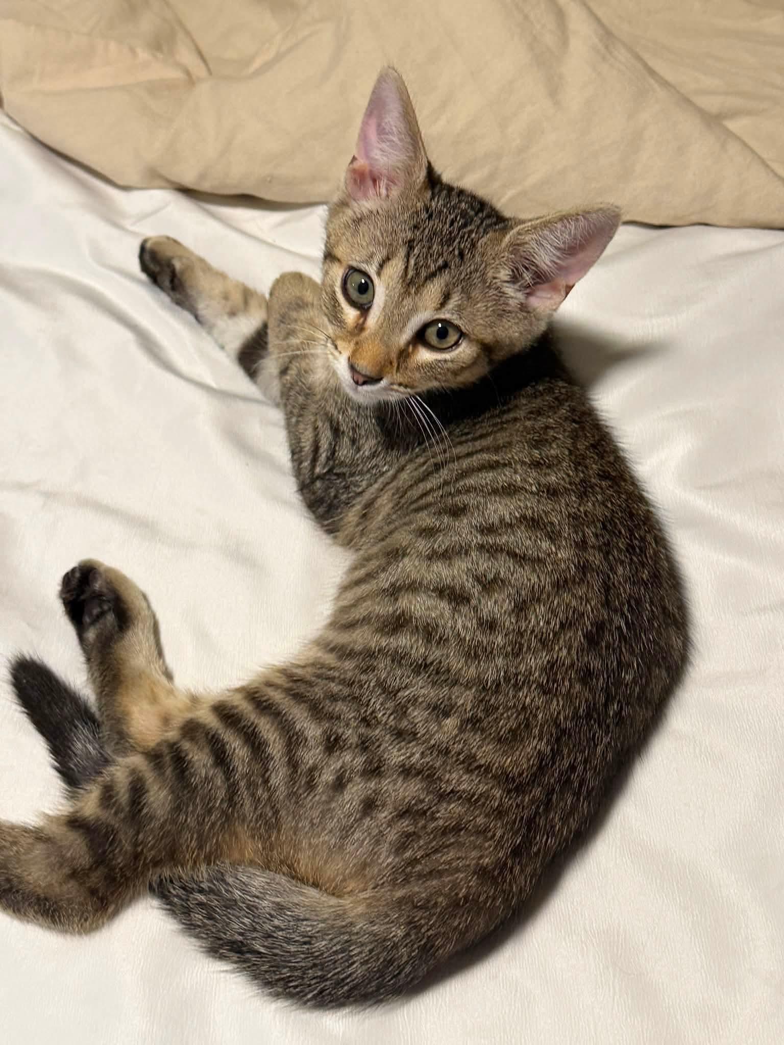 Enlarge Lee, a Adoptable American Shorthair in Beloit, OH image 2/6