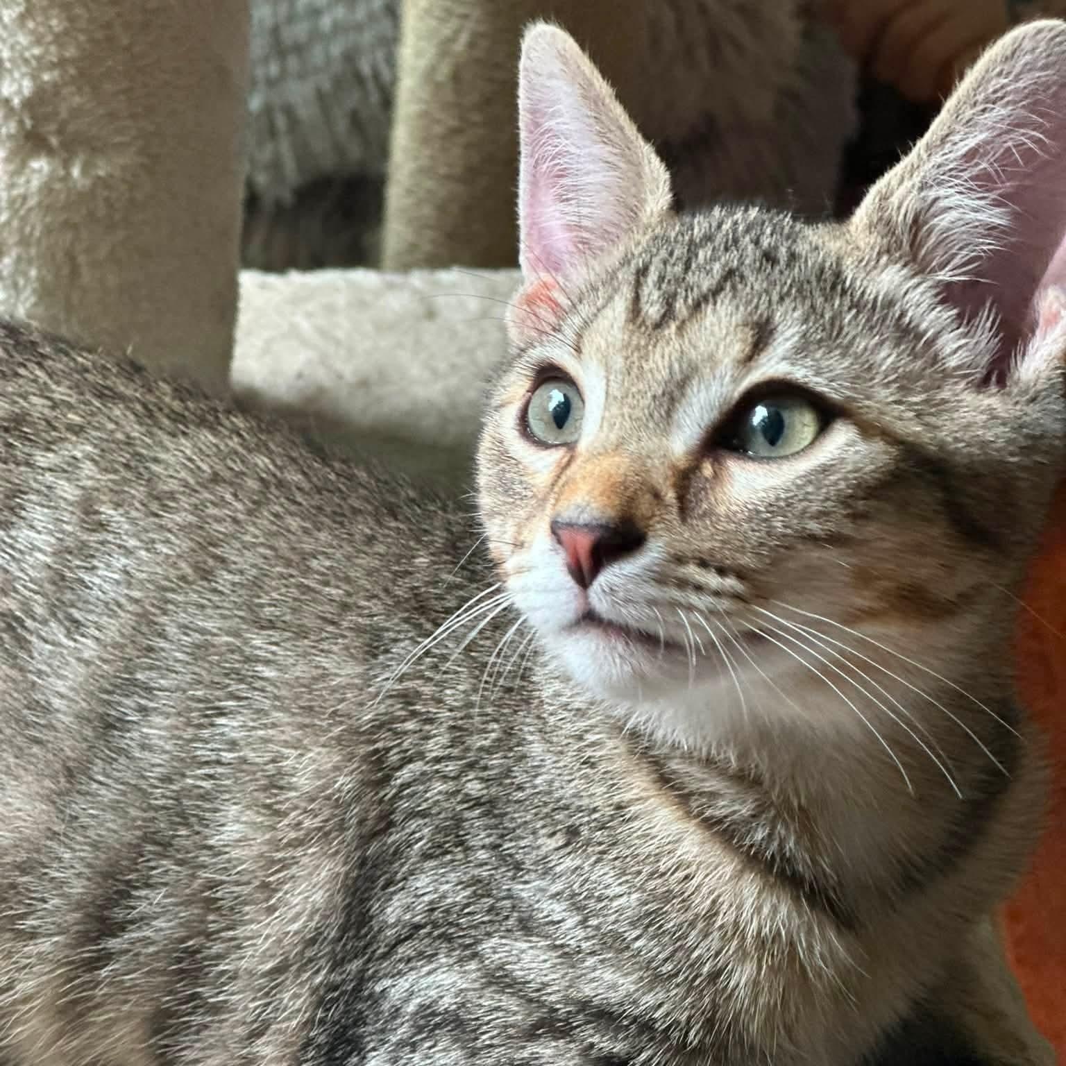 Lee, Adoptable, Kitten Male American Shorthair.