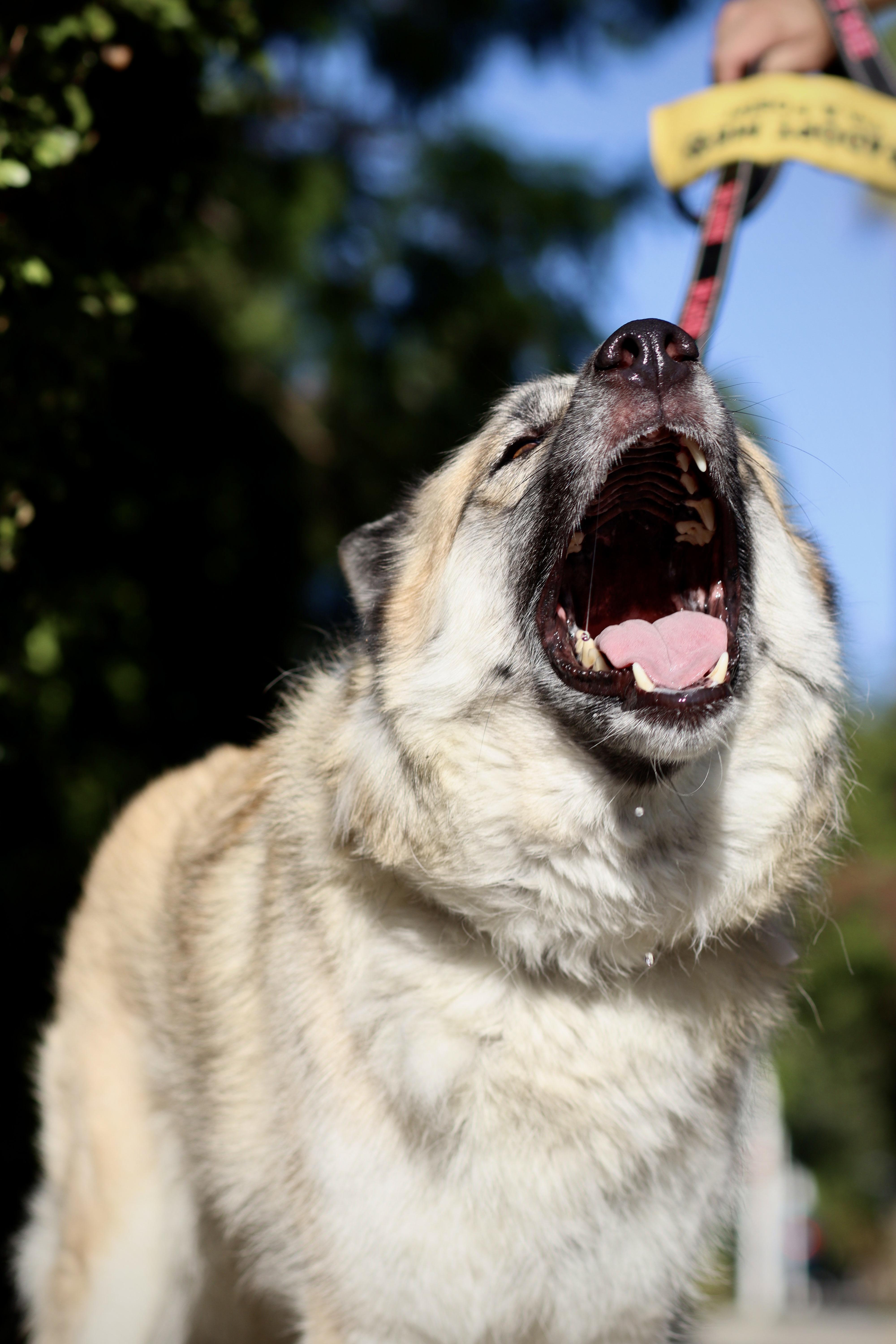 Macey, a Adoptable mixed breed in Anaheim , CA image 3/5