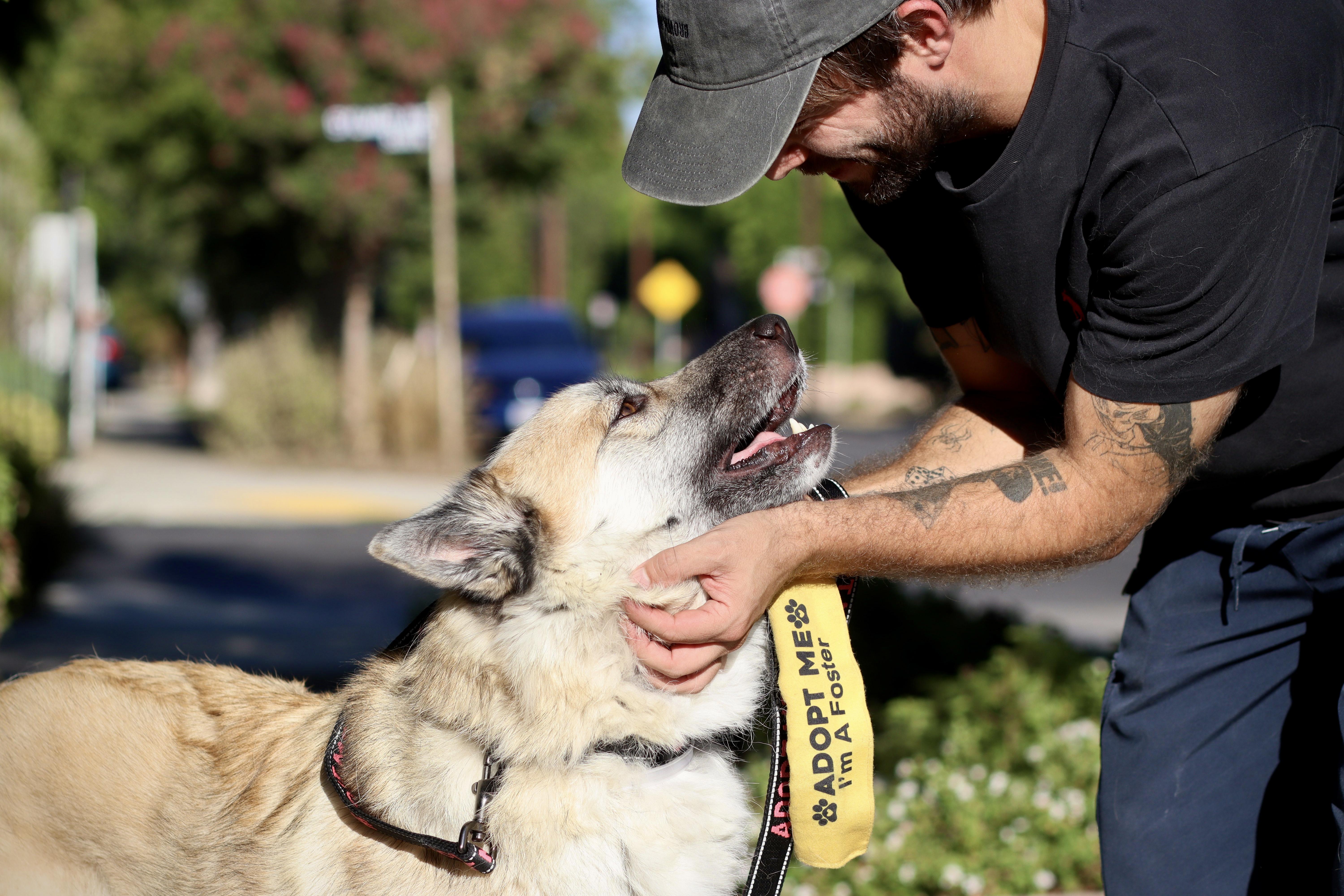 Macey, Adoptable, Adult Female Husky & German Shepherd Dog.