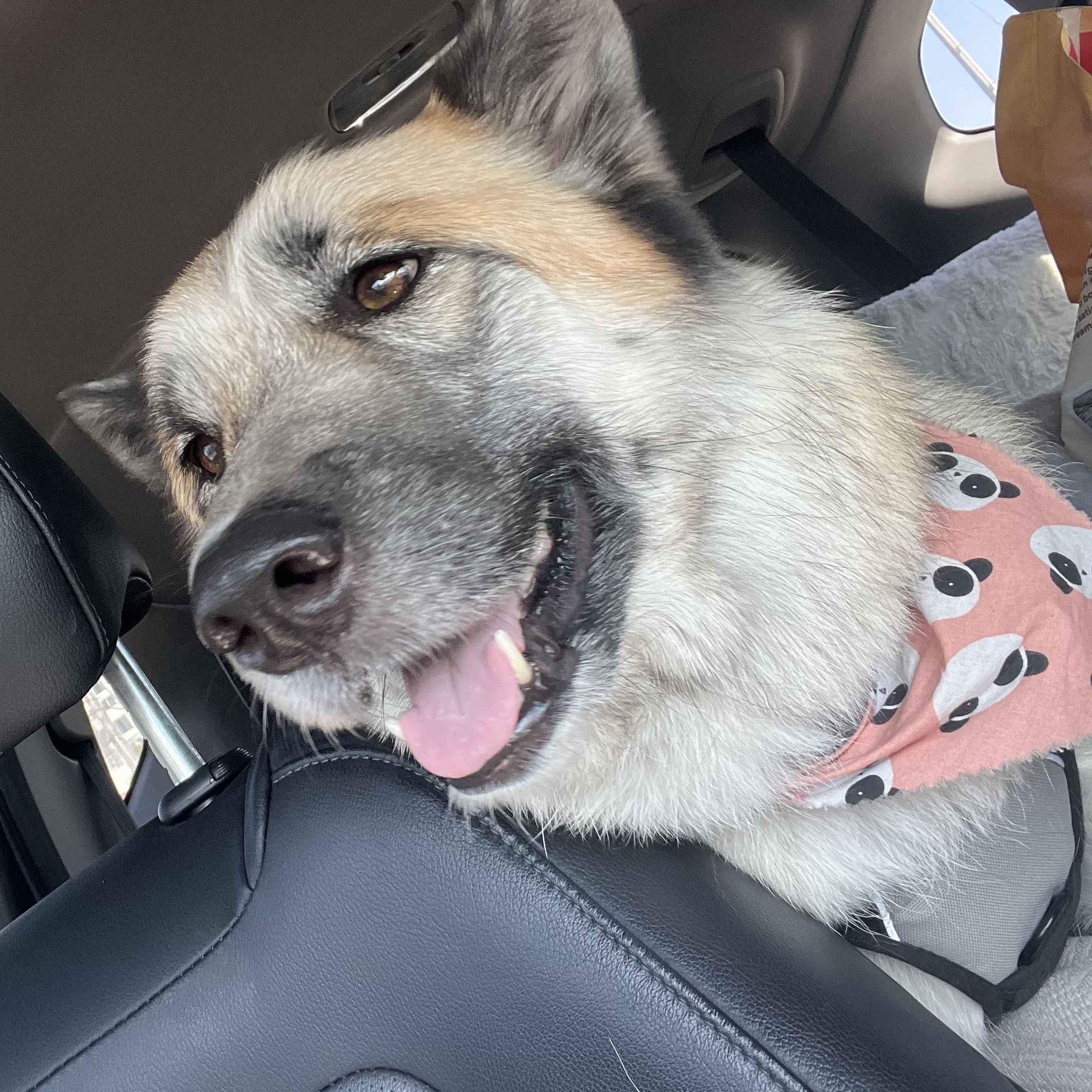 Macey, a Adoptable mixed breed in Anaheim , CA image 4/5