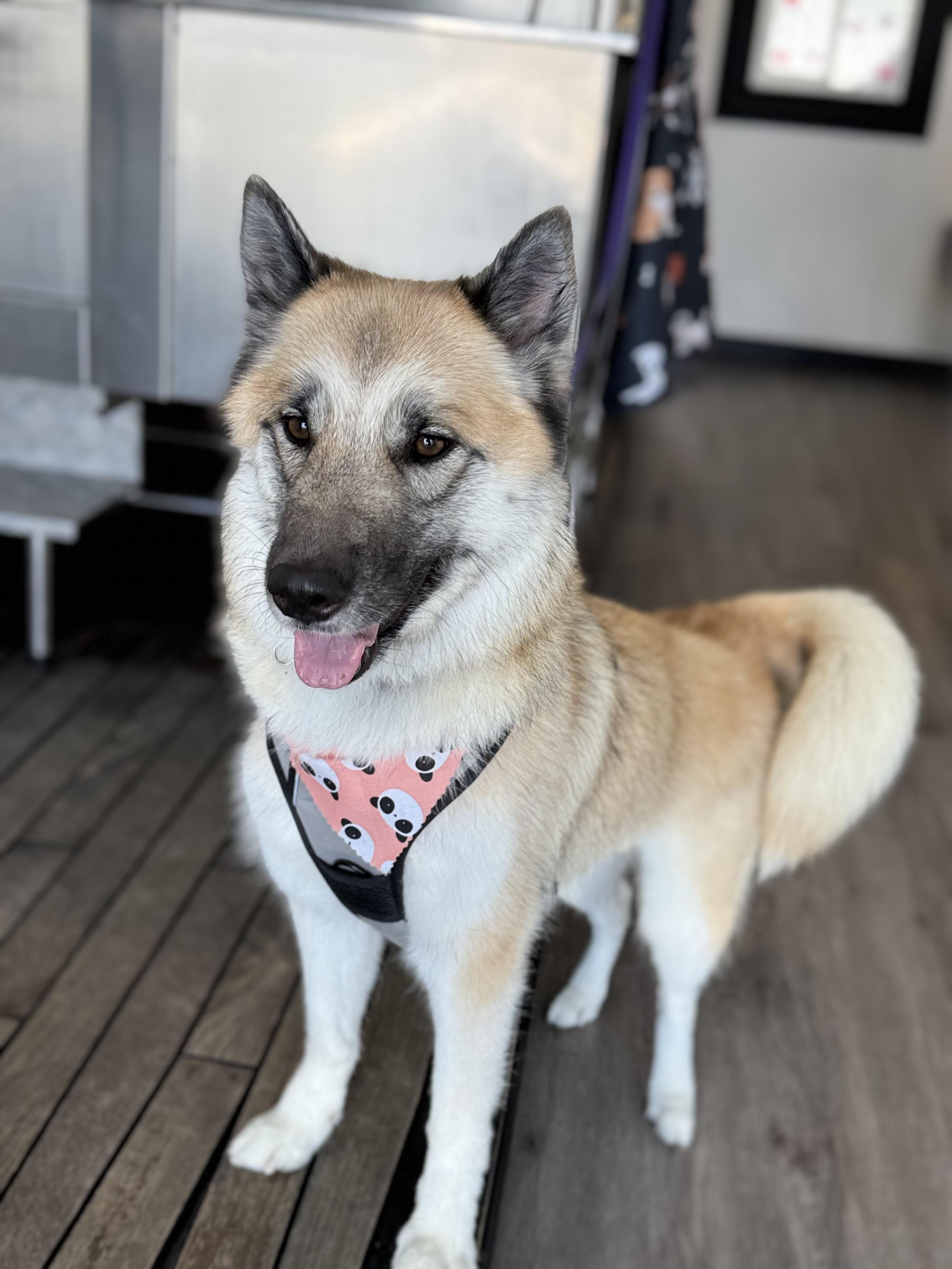 Macey, Adoptable, Adult Female Husky & German Shepherd Dog.