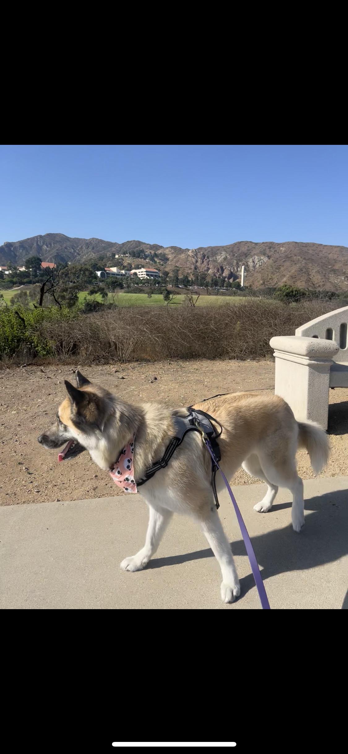 Macey, an adoptable mixed breed in Lompoc , CA image 6/6