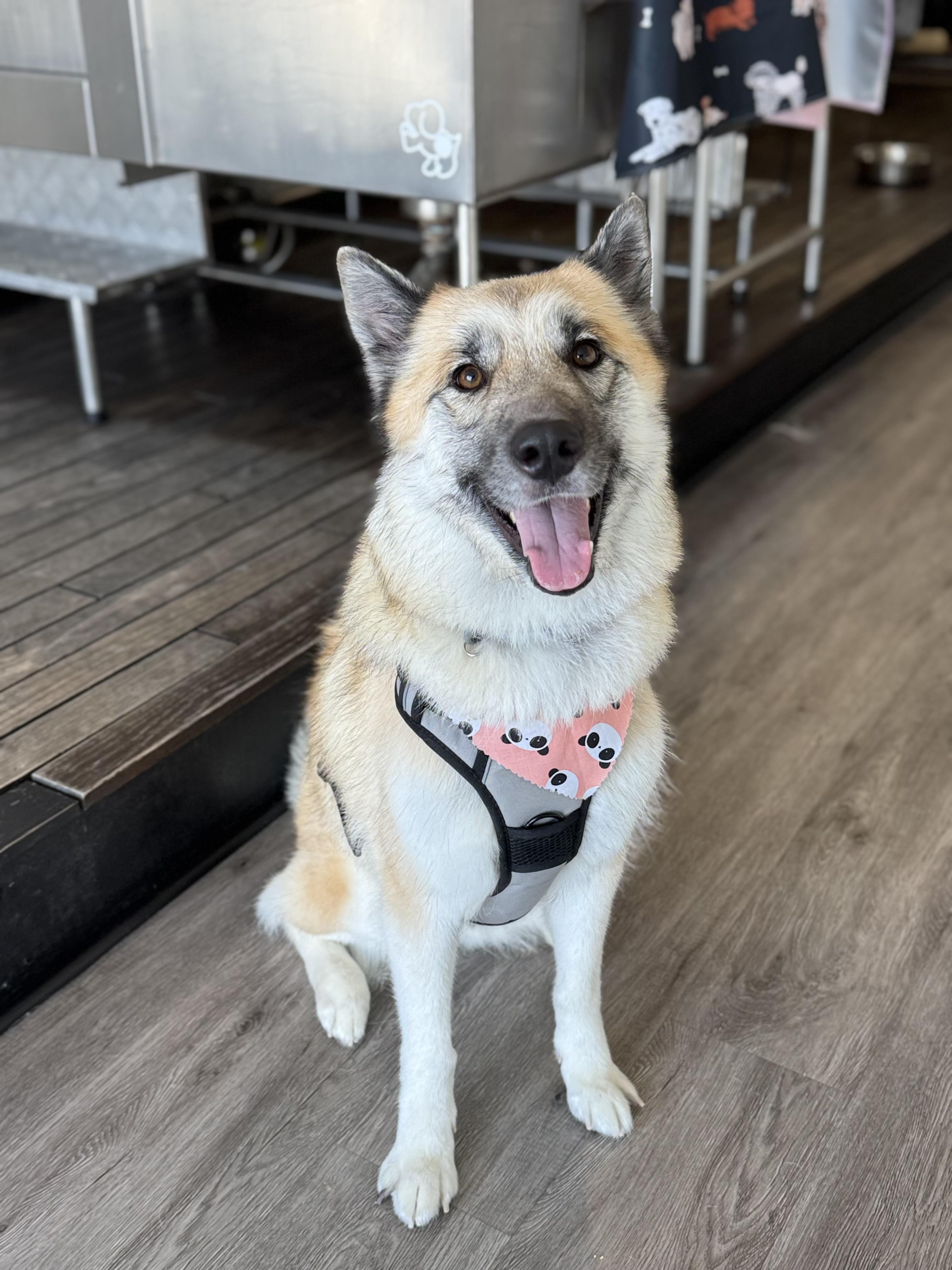 Macey, a Adoptable mixed breed in Anaheim , CA image 5/5