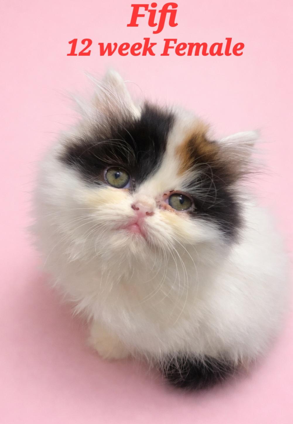 Fifi, Adopted, Young Female Persian.