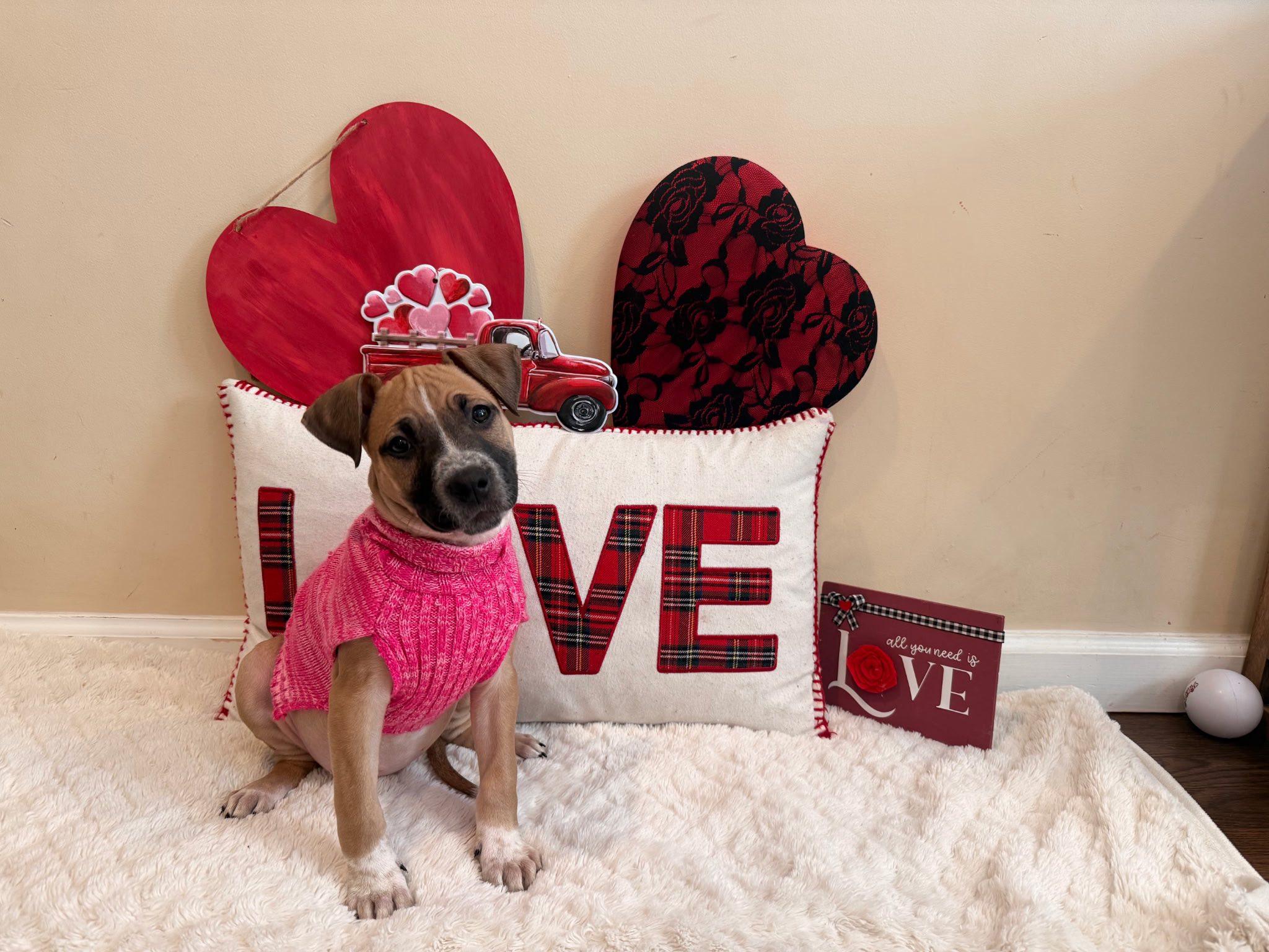 Enlarge Maisie, an adopted mixed breed in Riverdale, NJ image 2/2