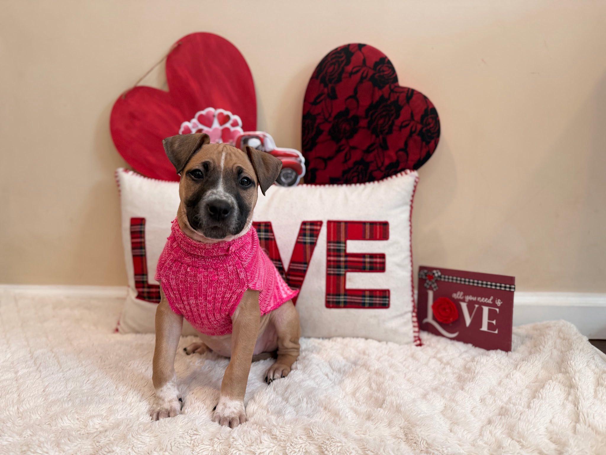 Enlarge Maisie, an adopted mixed breed in Riverdale, NJ image 1/2