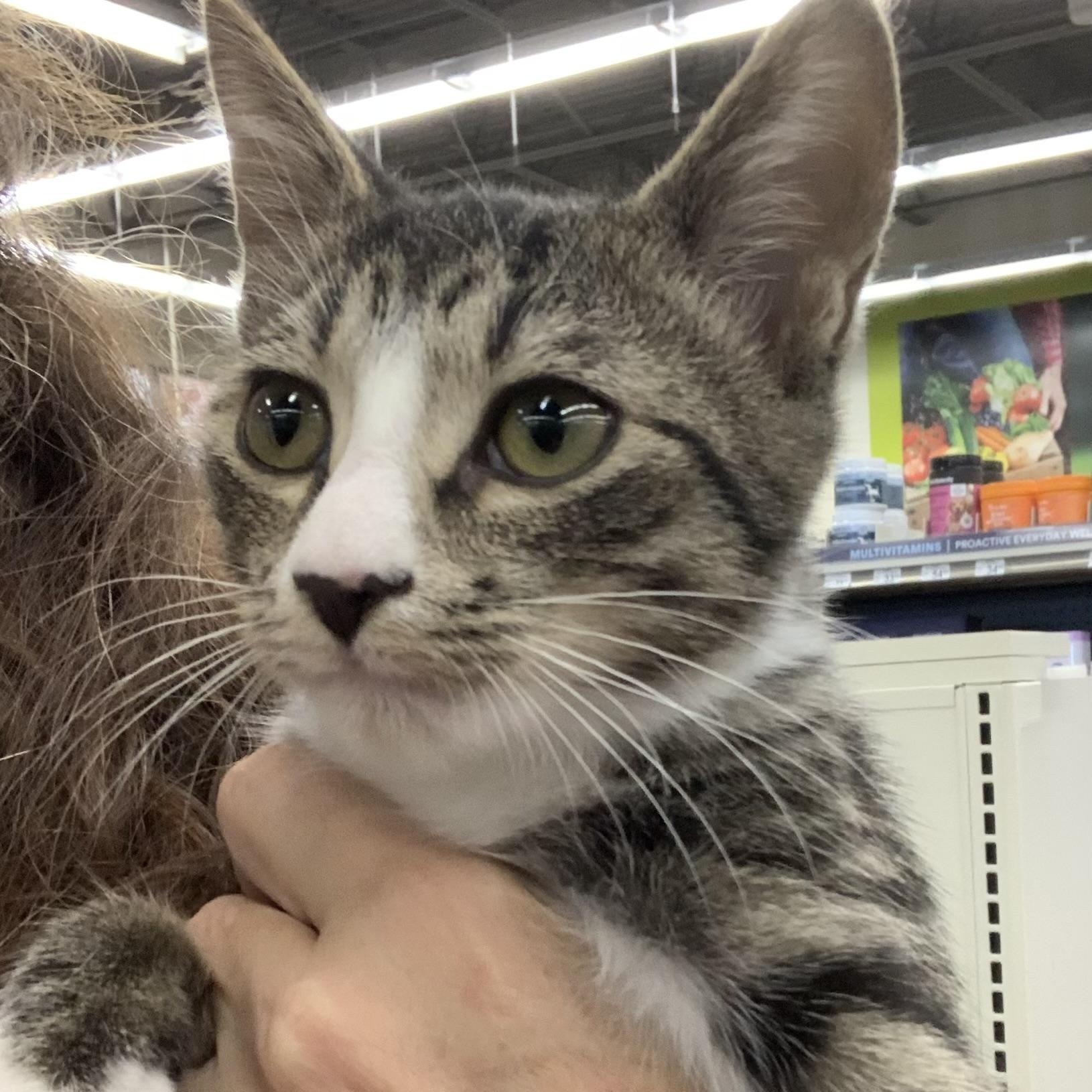 Enlarge Sweetie, a Adoptable Domestic Short Hair in Shelby Township, MI image 2/2