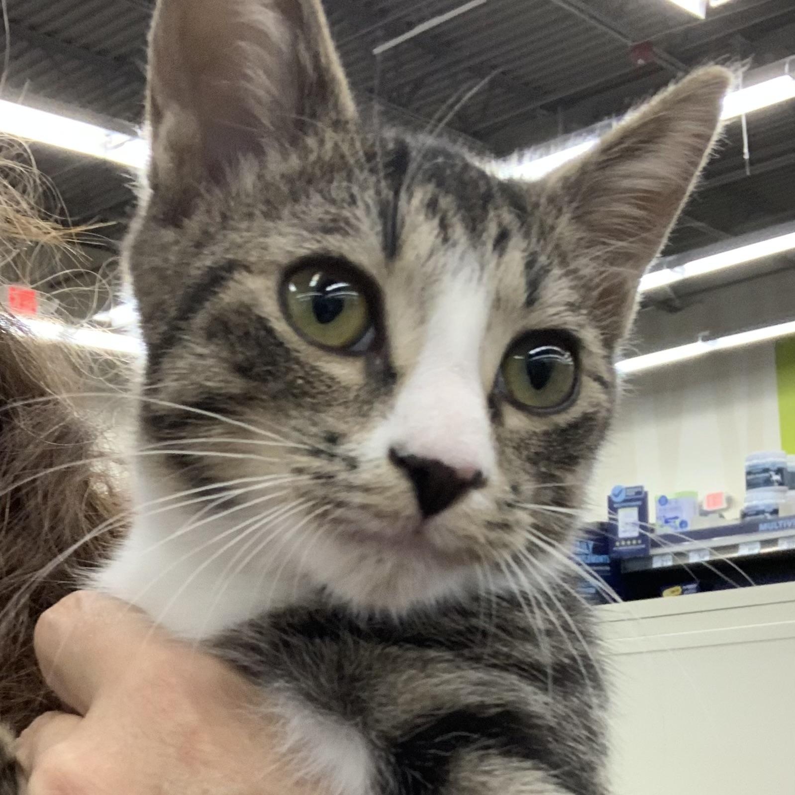 Enlarge Sweetie, a Adoptable Domestic Short Hair in Shelby Township, MI image 1/2