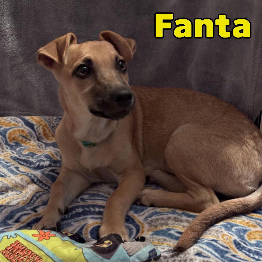 Enlarge Fanta Orange, a Adoptable Dachshund in San Antonio, TX image 1/3
