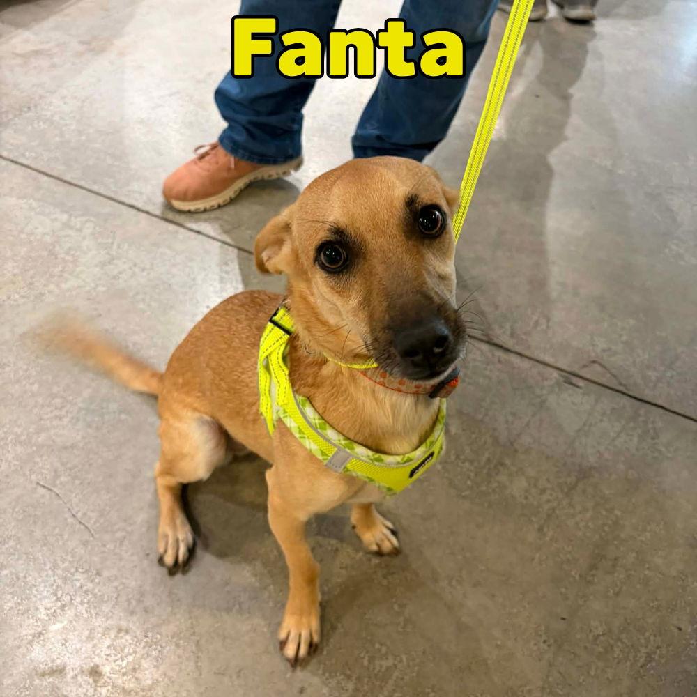Fanta Orange, Adoptable, Young Female Dachshund.