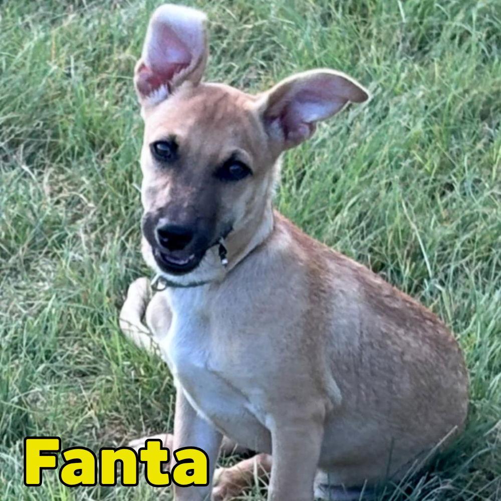 Fanta Orange, Adoptable, Young Female Dachshund.