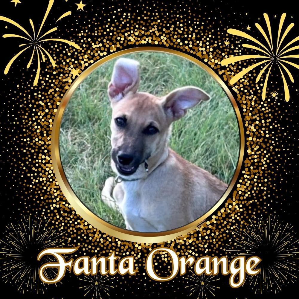 Fanta Orange, a Adoptable Dachshund in San Antonio, TX image 2/3