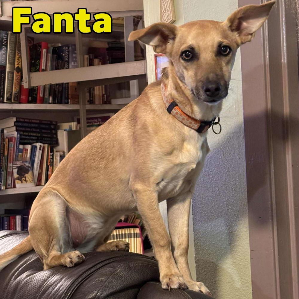 Enlarge Fanta Orange, a Adoptable Dachshund in San Antonio, TX image 1/3