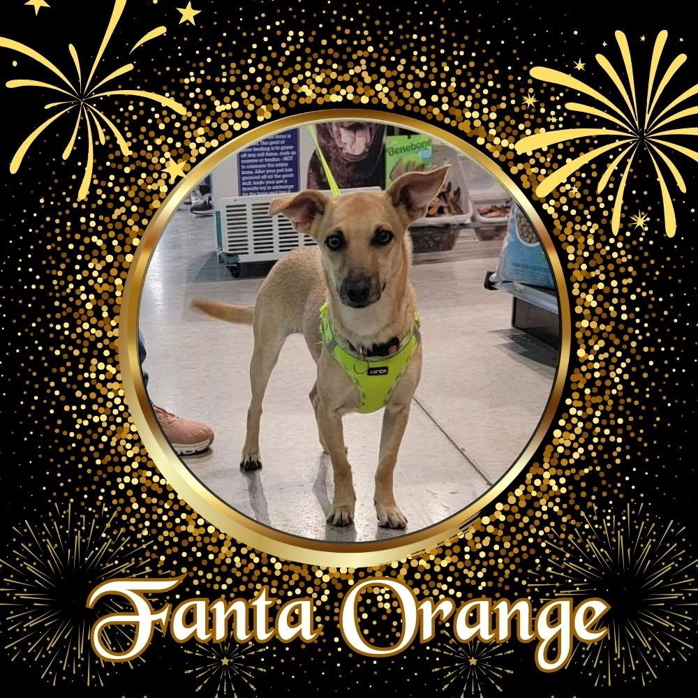 Enlarge Fanta Orange, a Adoptable Dachshund in San Antonio, TX image 3/3