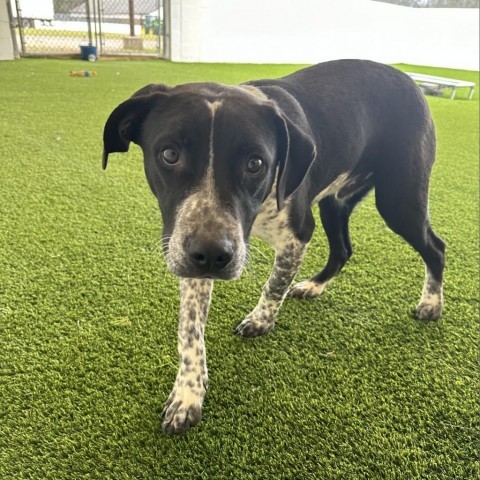 Brandon aka Brandy, an adoptable Australian Cattle Dog / Blue Heeler, Mixed Breed in Shorter, AL, 36075 | Photo Image 2