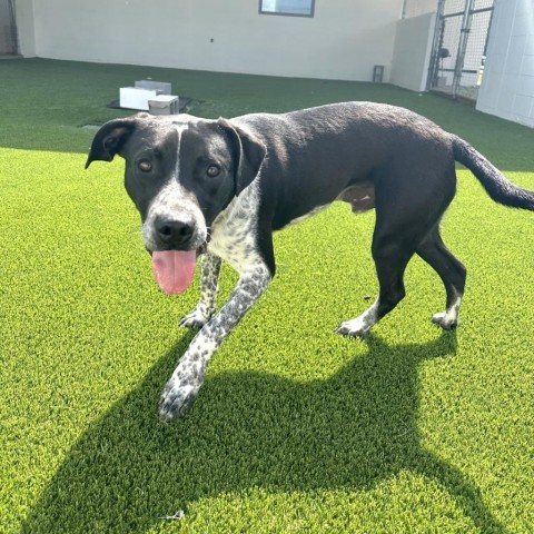 Brandon aka Brandy, an adoptable Australian Cattle Dog / Blue Heeler, Mixed Breed in Shorter, AL, 36075 | Photo Image 1