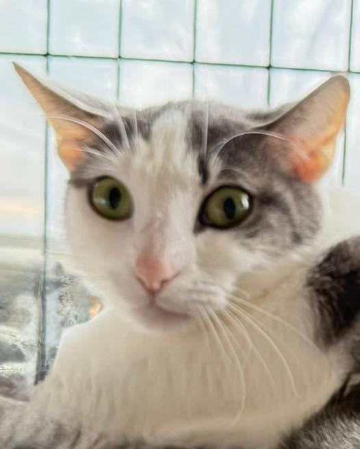 Enlarge Tao, a Adoptable Domestic Short Hair in Lansing, IL image 3/6