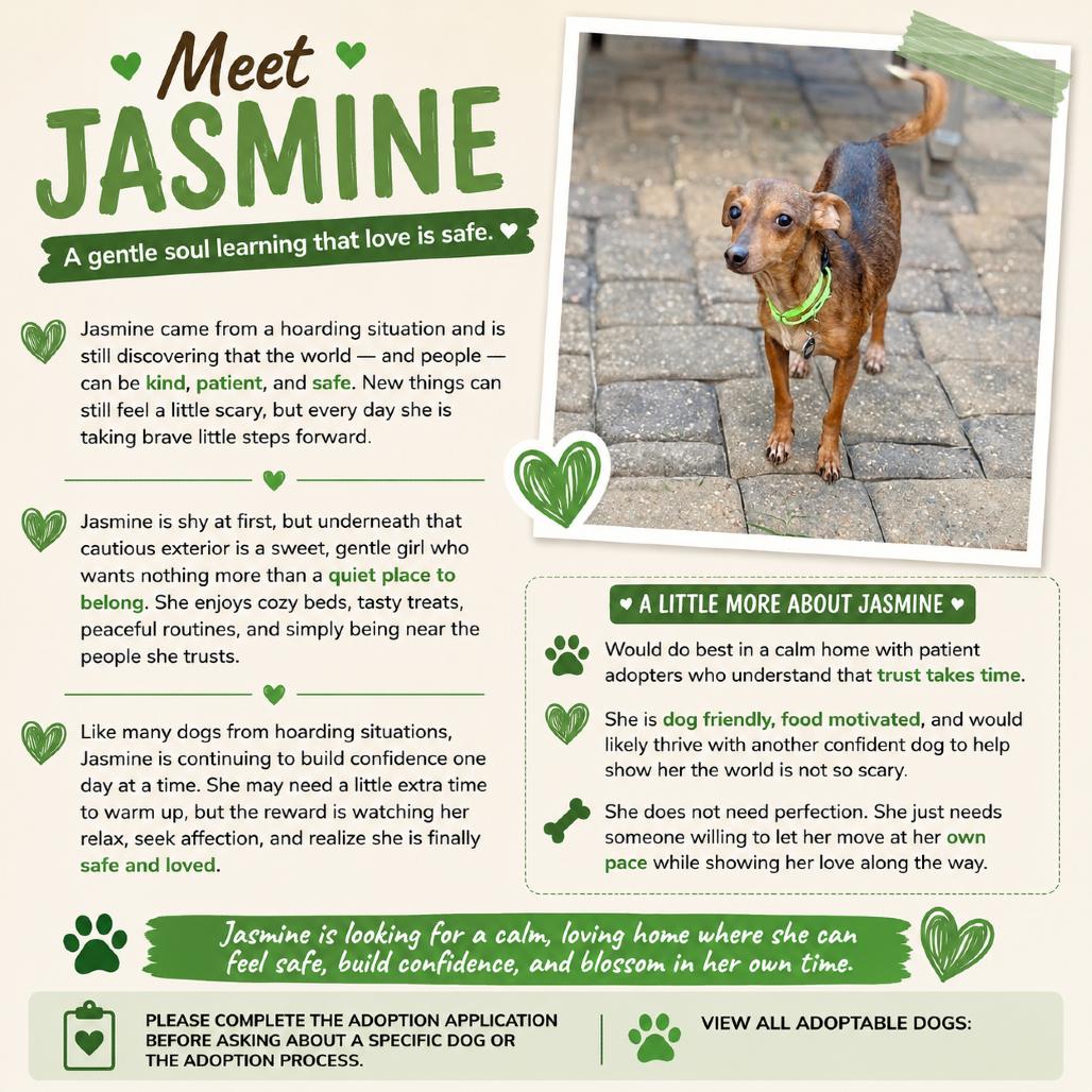 Jasmine, a Adoptable mixed breed in Katy, TX image 1/2