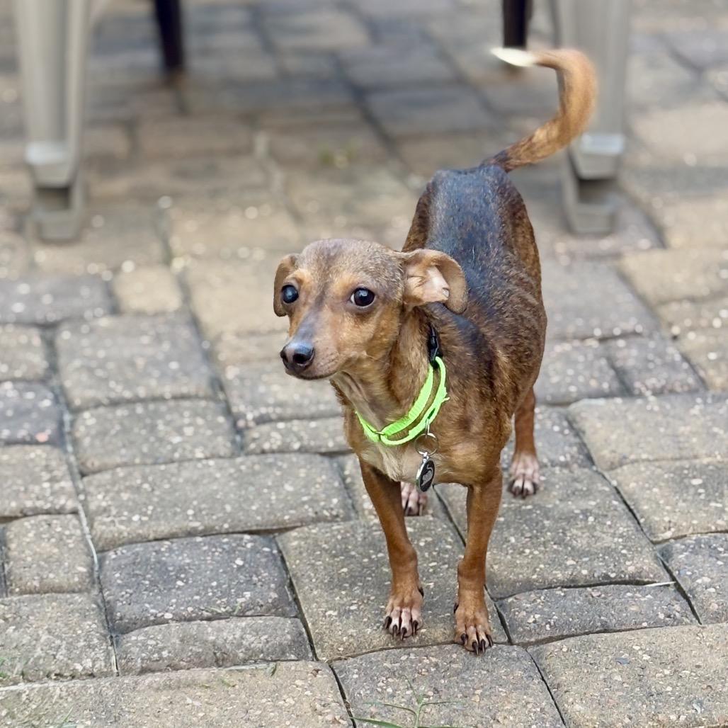 Jasmine, a Adoptable mixed breed in Katy, TX image 2/2