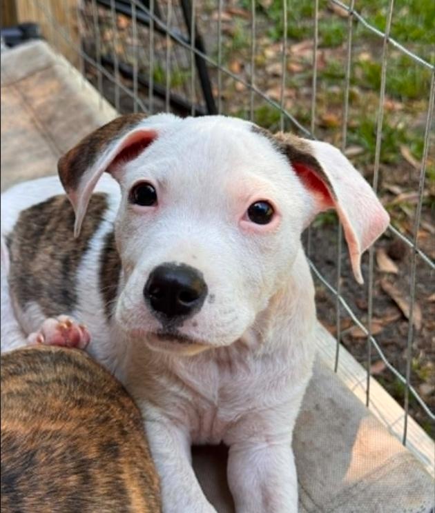 Hunter, a ADOPTABLE mixed breed in Eutawville, SC image 1/4
